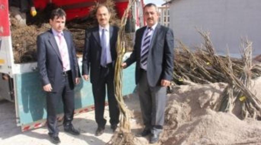 Nevşehir&rsquo;de &Uuml;reticilere Meyve Fidanı Dağıtıldı