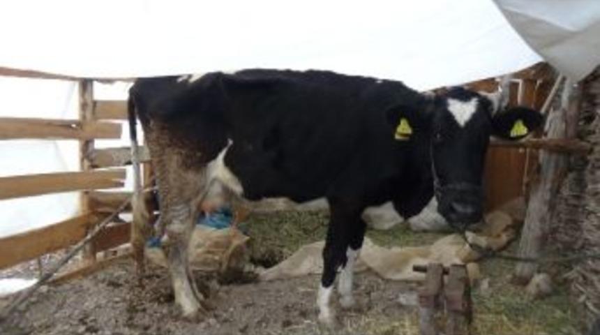 (&ouml;zel Haber) Afrika Hastalığı Y&uuml;z&uuml;nden 6 K&ouml;y Karantinaya Alındı