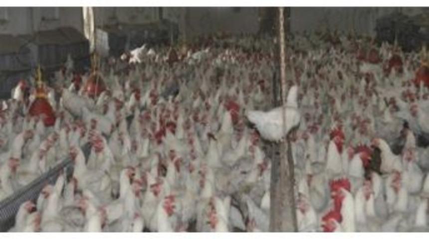 T&uuml;rkiye, Tavuk Eti &Uuml;retiminde Avrupa Birliği &Uuml;lkeleri Arasında İlk Sırada&hellip;