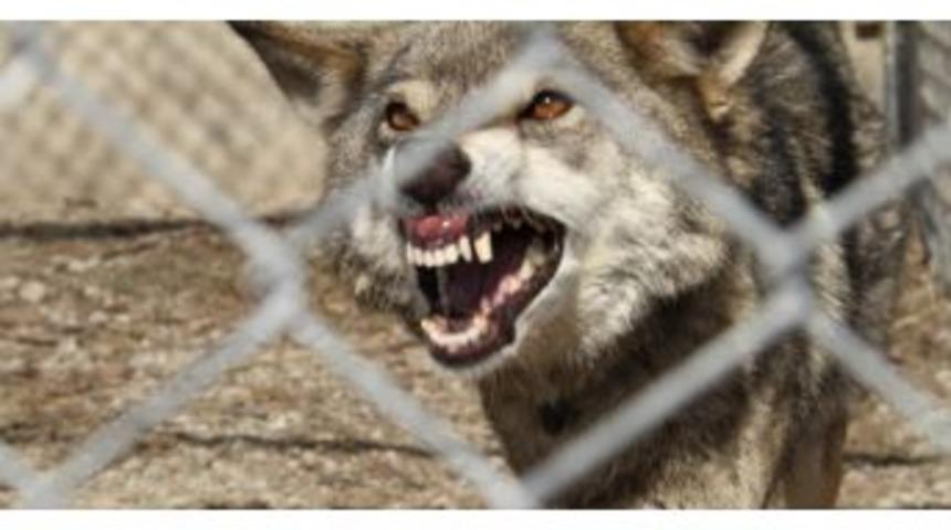 Isırmasın Diye Dişleri Kesilen Kurt Koruma Altına Alındı