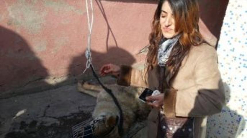 A&ccedil; Kurt İl&ccedil;e Merkezine İndi