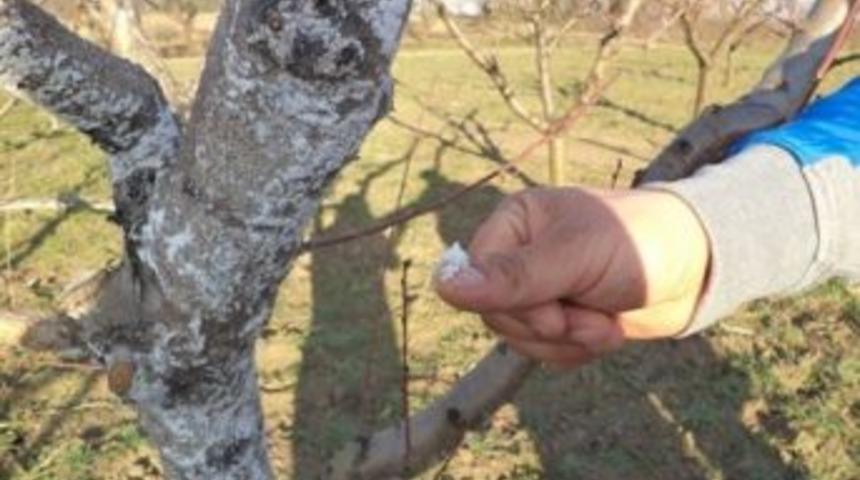 Şeftali Ve Dut &Uuml;reticilerine Uyarı