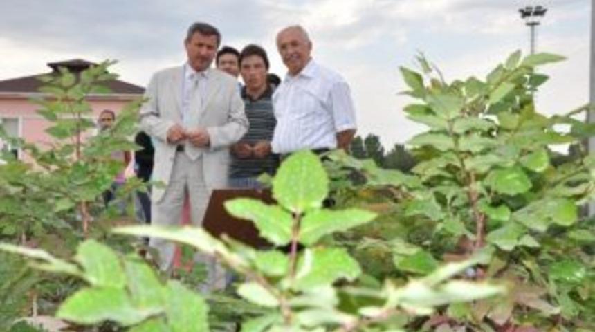 K&uuml;tahya'ya 32 Milyon Fidan