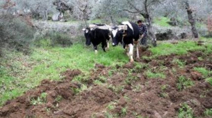 (&ouml;zel Haber) Aydın&rsquo;da Karasaban D&ouml;nemi Devam Ediyor
