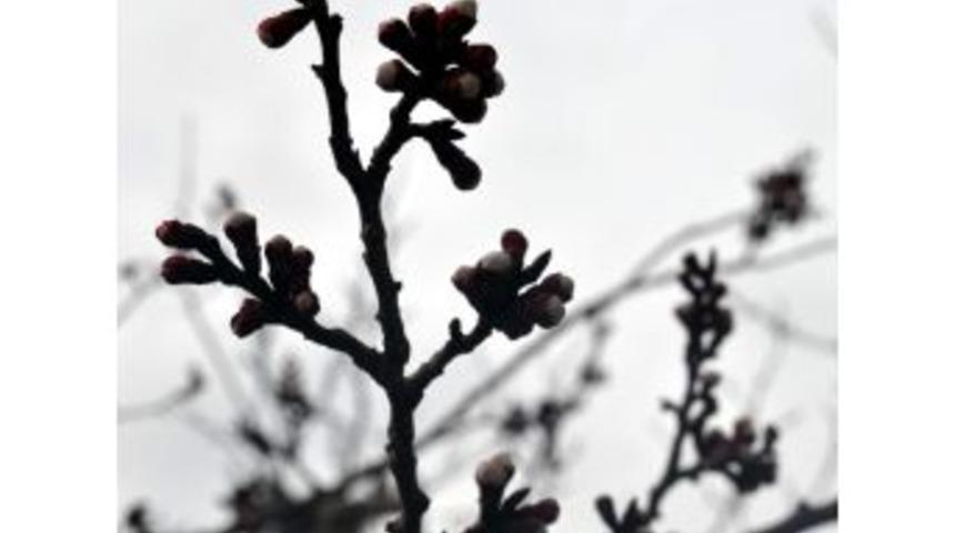 Kayseri'de Ağa&ccedil;lar &Ccedil;i&ccedil;ek A&ccedil;tı