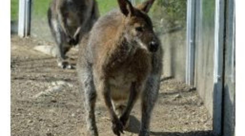 İzmir Doğal Yaşam Parkı'nın "şanslı"sı Artık Yalnız Değil