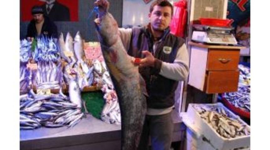 12 Kiloluk Yayın Balığı İlgi Odağı Oldu