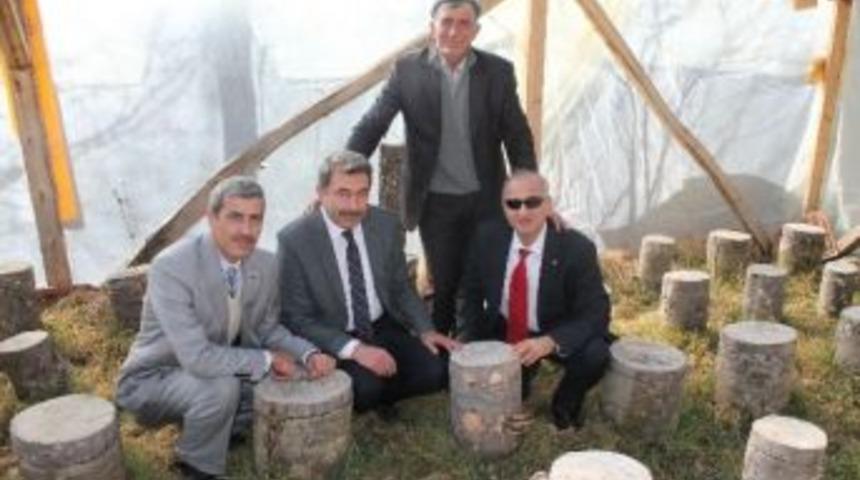 Kayın Mantarında Erken D&ouml;nem