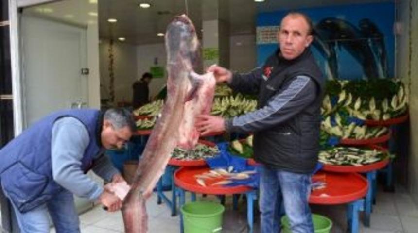 Niğde&rsquo;deki Dev Yayın Balığı G&ouml;renleri Şaşırtıyor