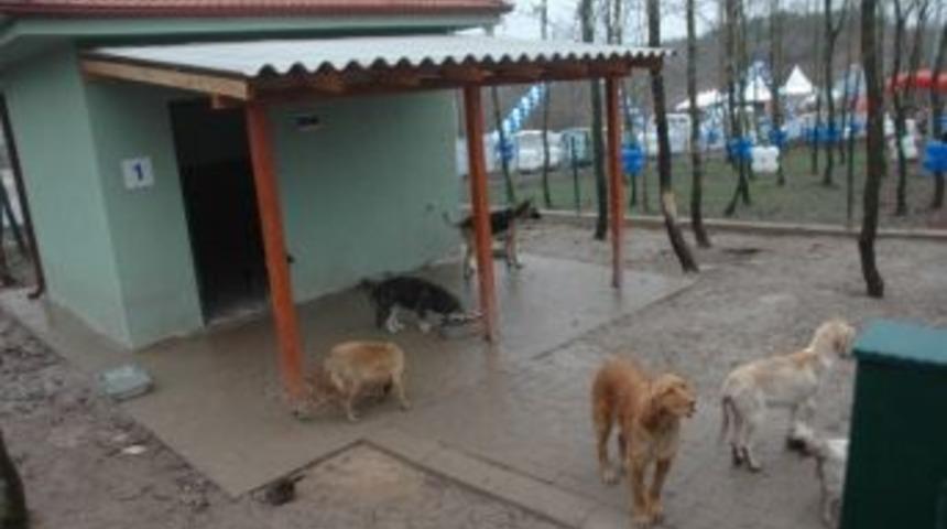 Sokak K&ouml;peklerine Ge&ccedil;ici Bakımevi&rsquo;nin A&ccedil;ılışı Yapıldı