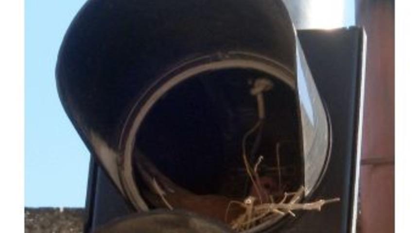 Trafik Işıklarında Kumru Yuvası