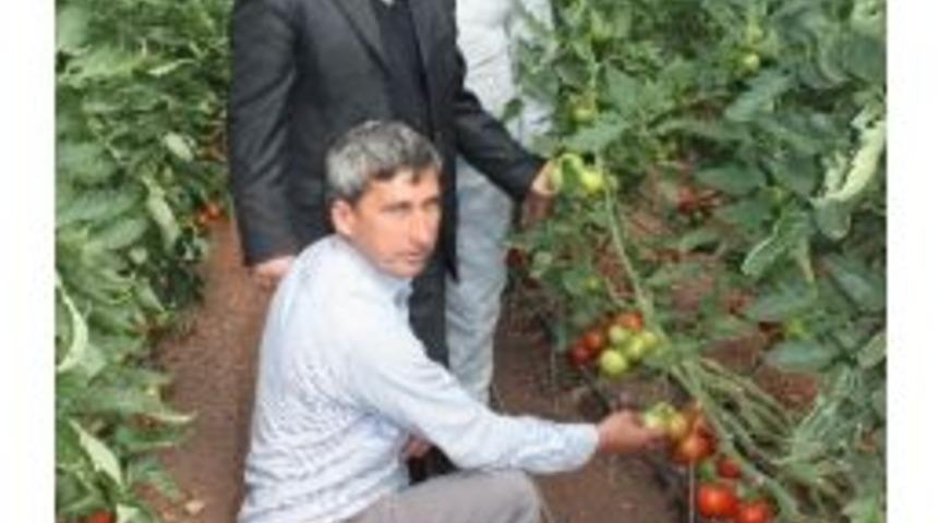 Kaş&rsquo;lı &Uuml;reticiler Kumluca&rsquo;da Fide Tesislerini Gezdi