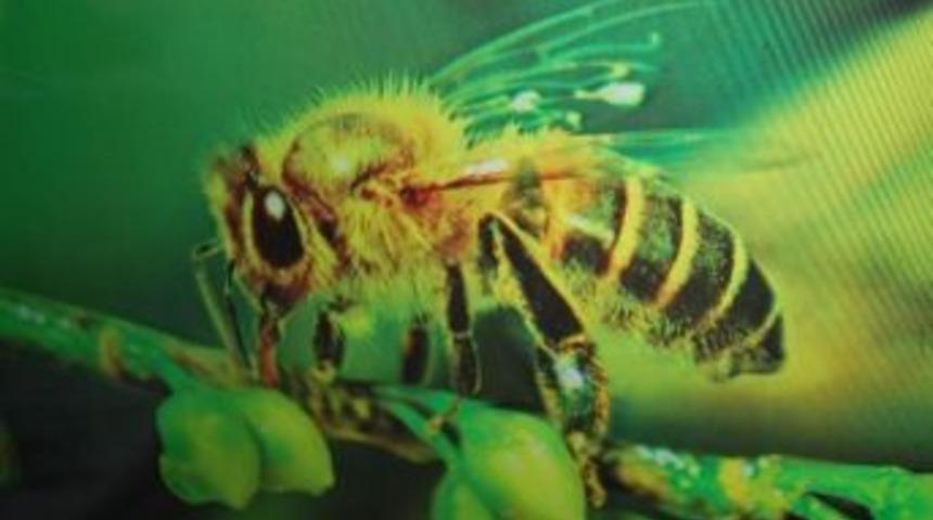 Altın: "yalancı Bahar Arıları Da Olumsuz Etkiliyor"