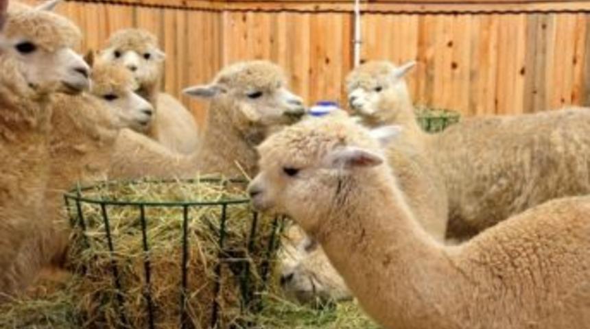 T&uuml;rkiye&rsquo;nin İlk Alpaka Develeri Sel&ccedil;uk&rsquo;a Geldi