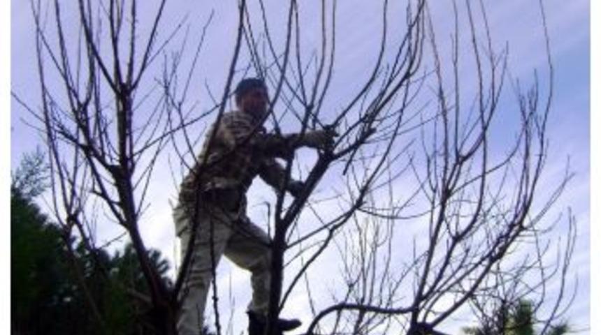 Aydın&rsquo;da Budama Mevsimi