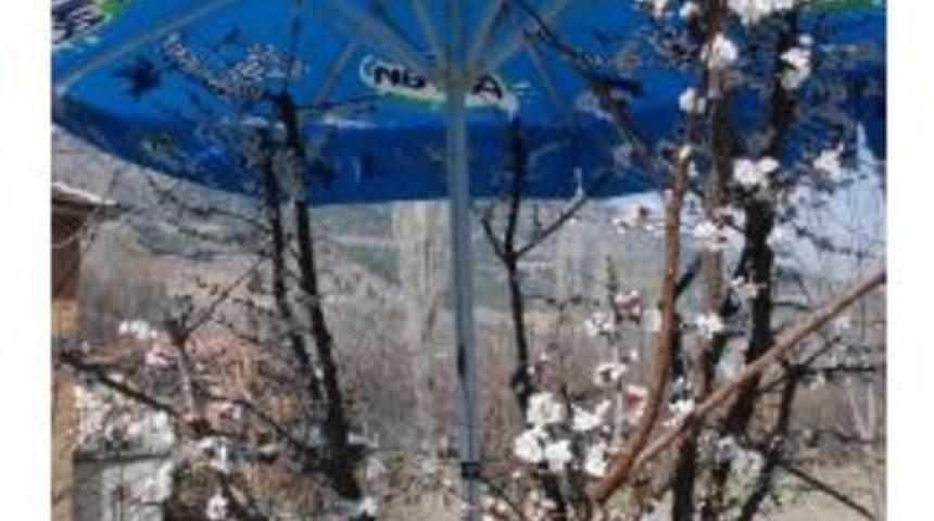 &Ccedil;i&ccedil;ek A&ccedil;an Meyve Ağacına Şemsiyeli Kırağı &Ouml;nlemi