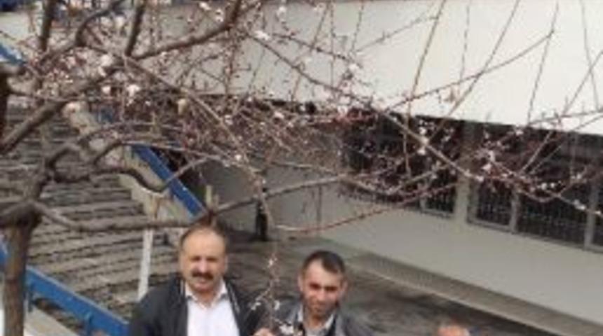 Havalar Sıcak Gidince Kayısı Erken &Ccedil;i&ccedil;ek A&ccedil;tı