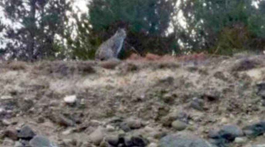 Nesli T&uuml;kenmekte Olan Vaşak&rsquo;ı Cep Telefonu İle G&ouml;r&uuml;nt&uuml;ledi