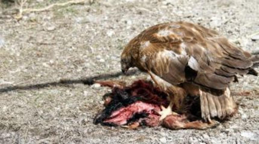 Yaralı Yaban Hayvanları Van&rsquo;da Rehabilite Ediliyor