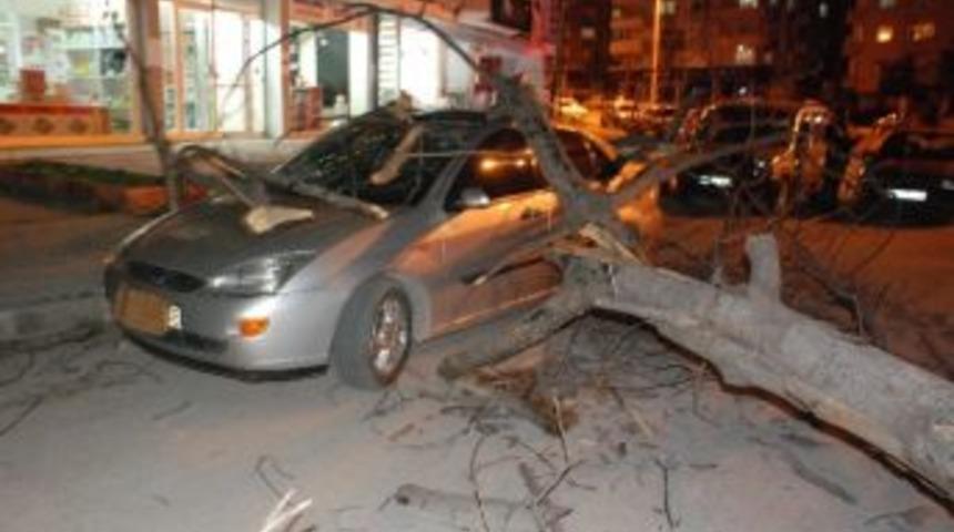 R&uuml;zgarın K&ouml;k&uuml;nden S&ouml;kt&uuml;ğ&uuml; Ağa&ccedil; Otomobilin &Uuml;zerine Devirdi