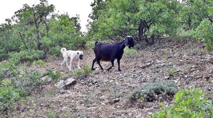 Erzincan'da akılalmaz olay! Yavru kangal, kaybolan keçileri bulup sahibine teslim etti