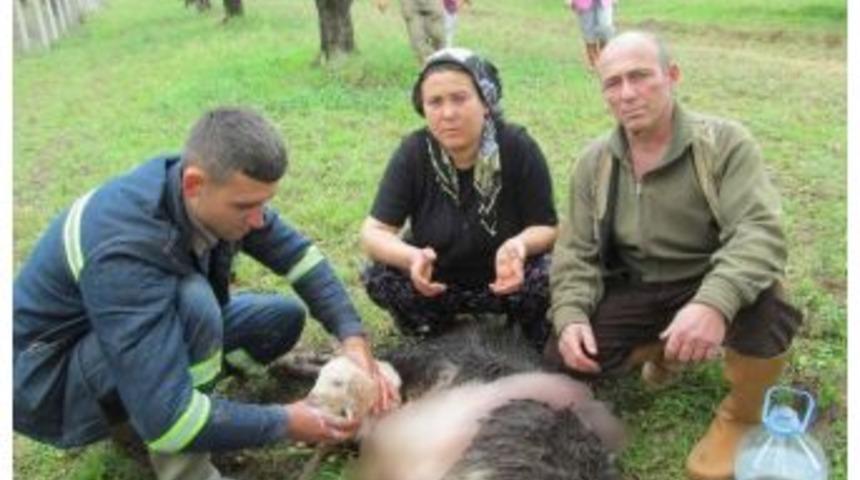 Edremit&rsquo;te K&ouml;pekler Bir S&uuml;r&uuml;y&uuml; Telef Etti