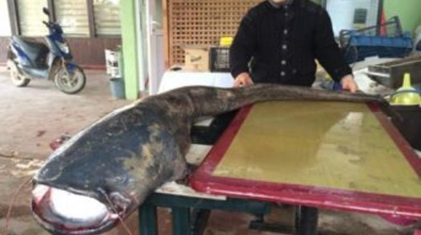 İznik G&ouml;l&uuml;nden 2,5 Metre Boyunda 87 Kilo Balık &Ccedil;ıktı