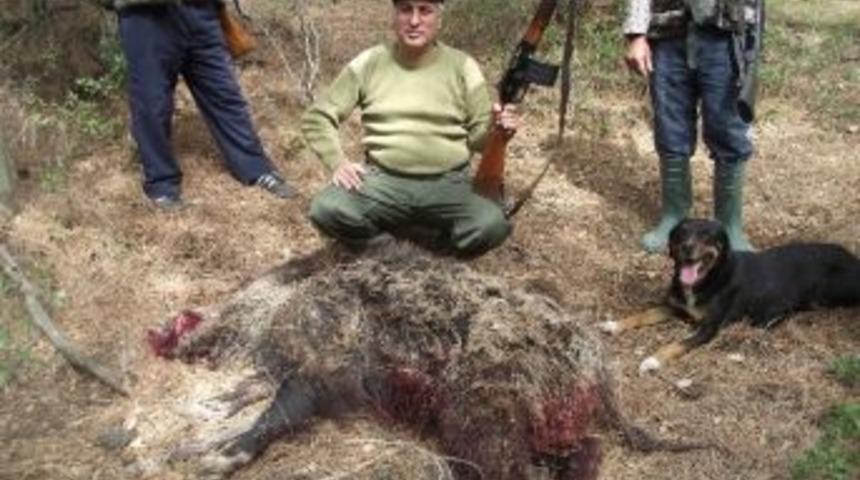 Yaban Domuzlarına S&uuml;rek Avı