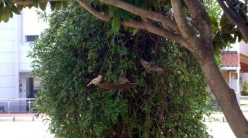 Didim&rsquo;e Beyaz Ser&ccedil;e Akını