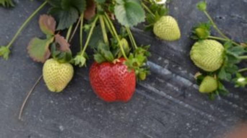 Sultanhisarlı &Uuml;reticiler Silifke &Ccedil;ileğini İnceledi