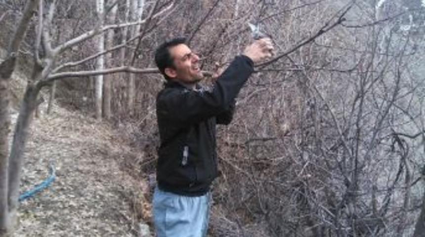 Durankaya'da Ağa&ccedil;lar Budanmaya Başlandı