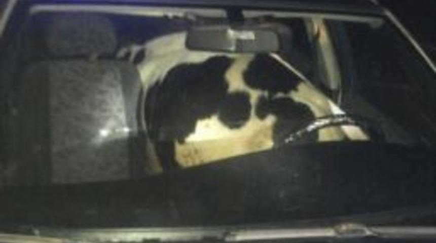 Hırsız, Boğayı Otomobile Sığdırdı