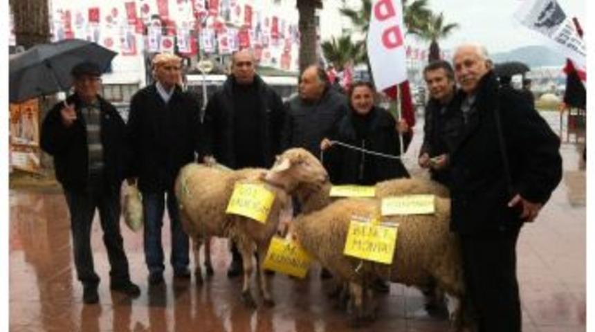 Add'den Koyunlu Protesto