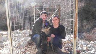 Gps Verici Takılan Yaban Keçisi Doğaya Salındı