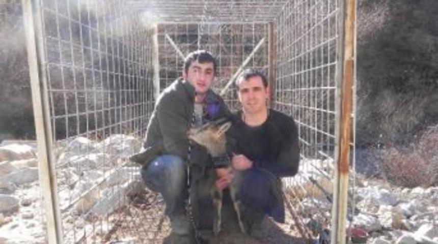 Gps Verici Takılan Yaban Keçisi Doğaya Salındı