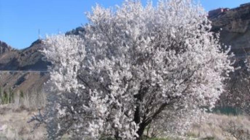 Badem Ağa&ccedil;ları Erken &Ccedil;i&ccedil;ek A&ccedil;tı