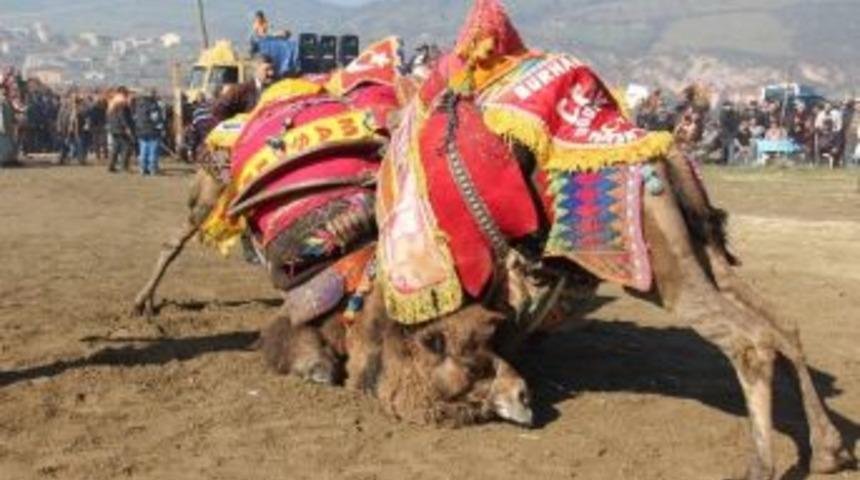 Kalkım&rsquo;da Deve G&uuml;reşi D&uuml;zenlenecek