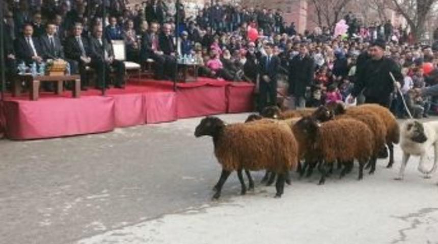Koyunların Kurtuluş T&ouml;reninde Protokol Ge&ccedil;işi
