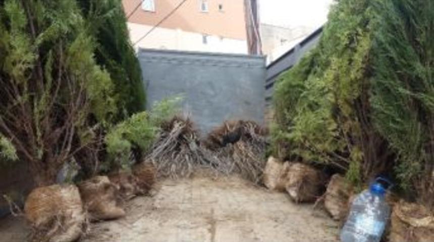 Şırnak &Ccedil;arşısında Fidanlar Satışa &Ccedil;ıktı