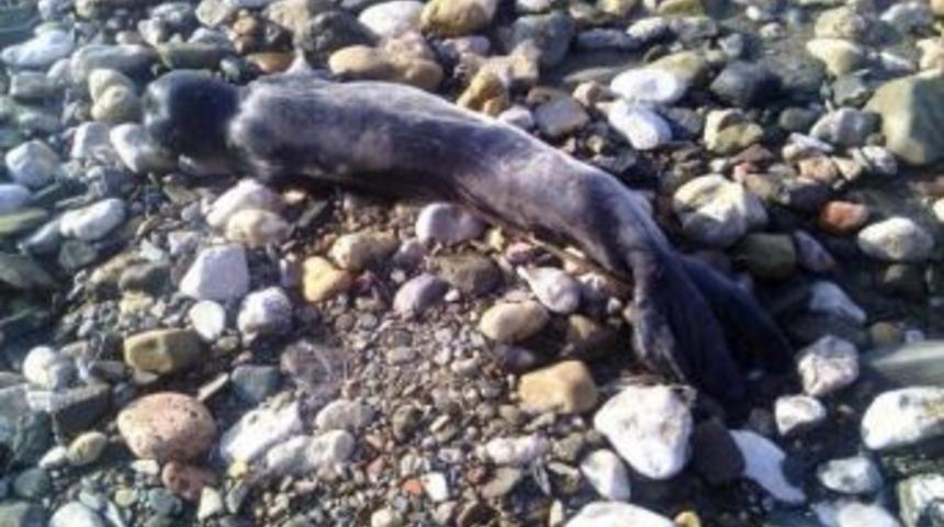 Silifke&rsquo;de &Ouml;l&uuml; Akdeniz Foku Bulundu