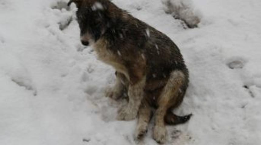 Yaralı K&ouml;peğe Vatandaşlar Sahip &Ccedil;ıktı