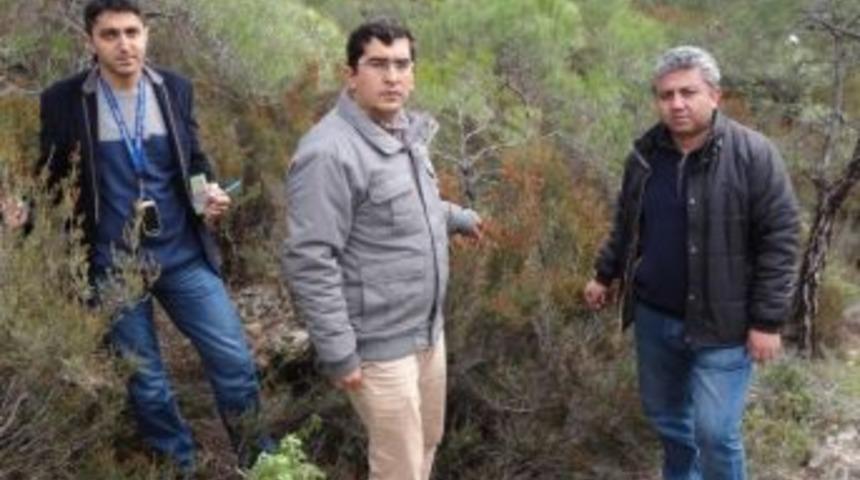 Anamur&rsquo;da Bal Ormanı Oluşturuluyor