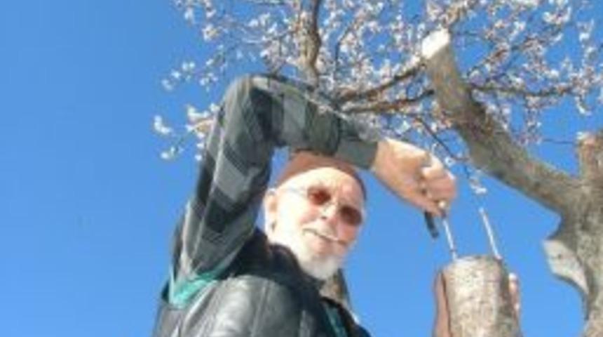 Meyve Ağa&ccedil;larında Aşı Zamanı