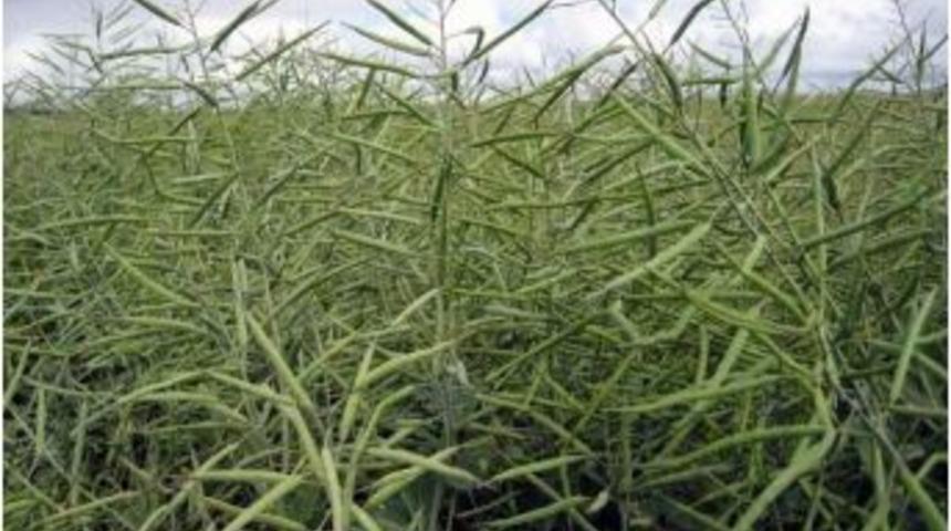 Dalaman&rsquo;da Yağ Bitkileri &Uuml;retimine Destekleme Yapılıyor