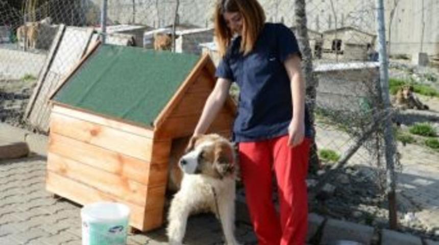 Beylikd&uuml;z&uuml;&rsquo;nde K&ouml;pekler İ&ccedil;in 200 Yeni Kul&uuml;be Yaptırıldı