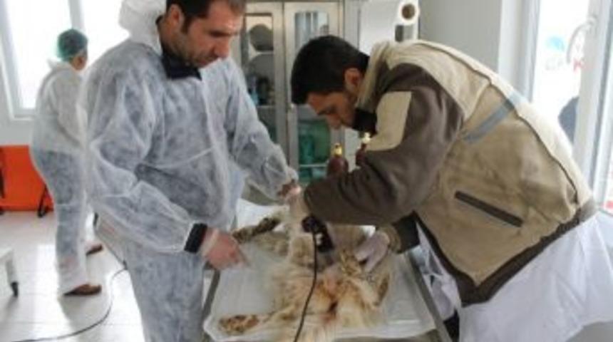 B&uuml;y&uuml;kşehir'den Kısırlaştırma &Ccedil;alışması