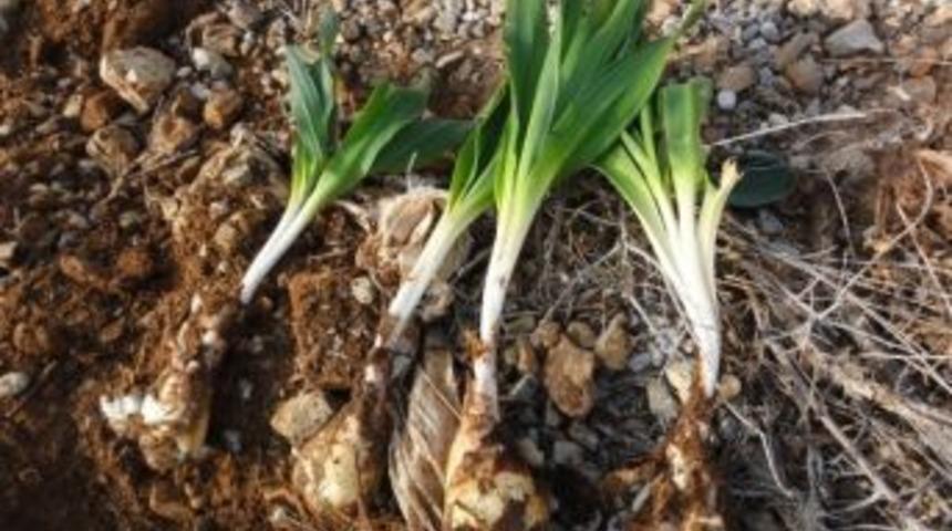 Mersin Ormanlarındaki Bitki T&uuml;rleri Belirleniyor