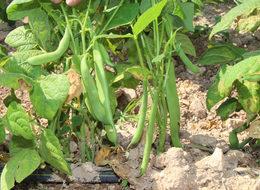 Türkiye'nin fasulye üssü Burdur'da yüzde 70 kayıp var