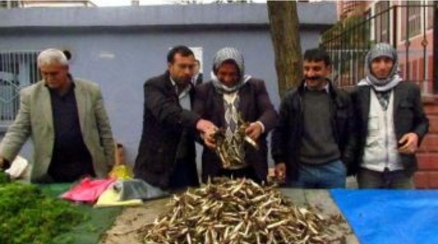 Baharın M&uuml;jdecisi Kenger Pazardaki Yerini Aldı