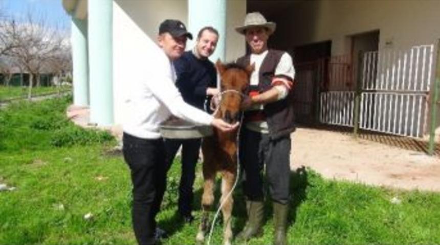 Yaralı Olarak Kurtarılan Yavru Yılkı Atı Tedavi Edildi